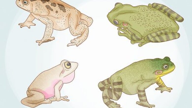 How to Remove Frogs from Your Home or Garden