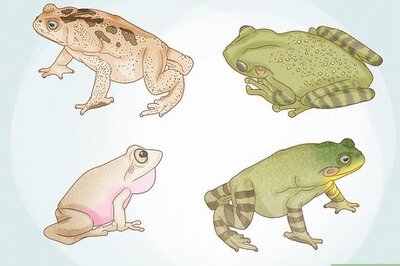 How to Remove Frogs from Your Home or Garden