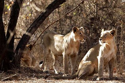 MP to sign MoU with MoEF, Gujarat government for shifting of lions