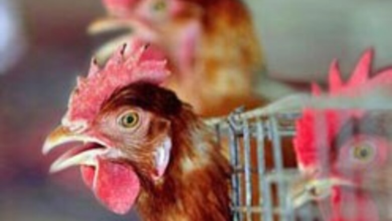 China reports second bird flu death this year