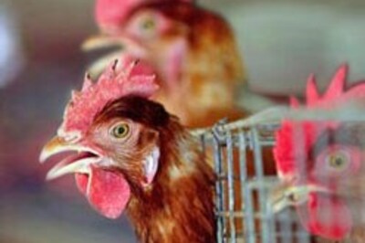 China reports second bird flu death this year