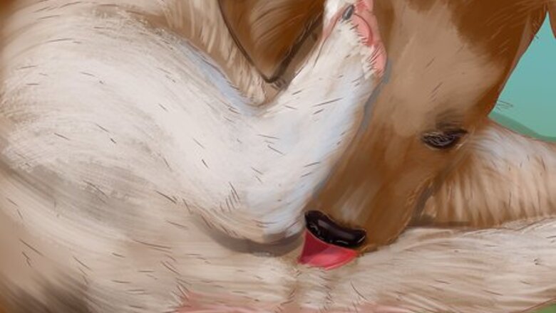 How to Help a Dog with Sleep Incontinence