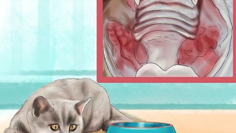 How to Diagnose Feline Stomatitis