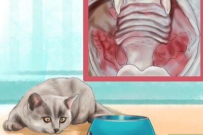 How to Diagnose Feline Stomatitis