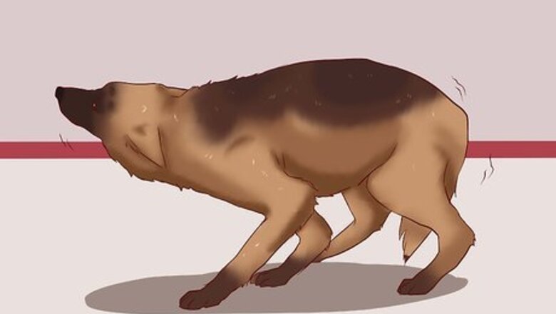 How to Calm a Dog