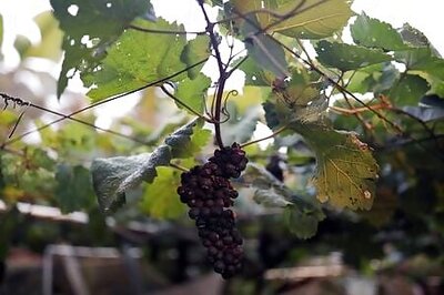 Taiwan's award-winning winemaker aims to revive fading tradition