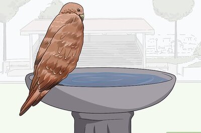 How to Attract Hawks