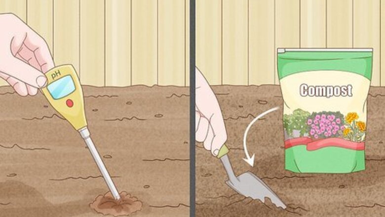 How to Grow Corn from Seed