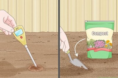 How to Grow Corn from Seed