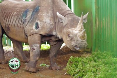 Fausta, World's Oldest Rhino, Dies in Tanzania, Aged 57