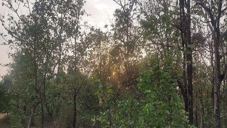 NGT Stays Felling of Trees in MP's Buxwaha Forest Amid Public Uproar