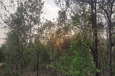 NGT Stays Felling of Trees in MP's Buxwaha Forest Amid Public Uproar