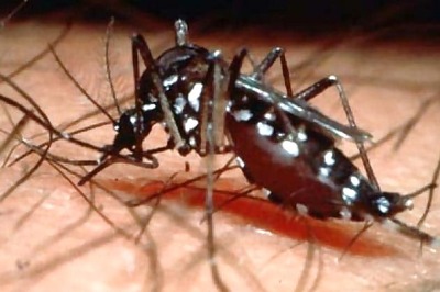 Over 30 dengue cases reported in Bihar