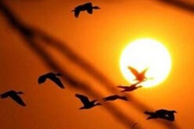 Global warming threat to migratory birds