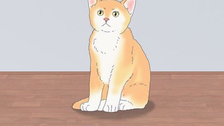 How to Know if a Kitten Is Old Enough to Neuter or Spay