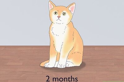 How to Know if a Kitten Is Old Enough to Neuter or Spay