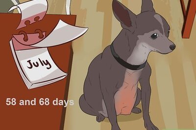 How to Help Your Chihuahua During Labor