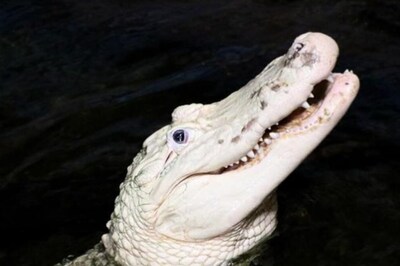 Trending: 70 Coins Removed From Rare White Alligator’s Stomach In US Zoo