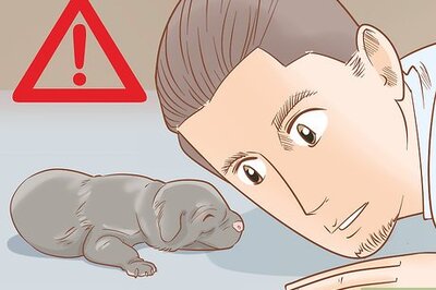 How to Revive a Puppy