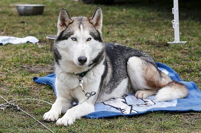 Dog on Death Row for 'Murder' Gets Pardon in US