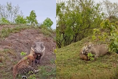 Watch: Warthog Escapes Leopard's Clutches In Epic Jungle Fight