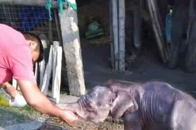 Watch: This Rescued Baby Elephant's Recovery Journey In Wholesome Video