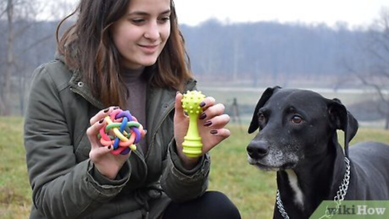 How to Play with Your Dog