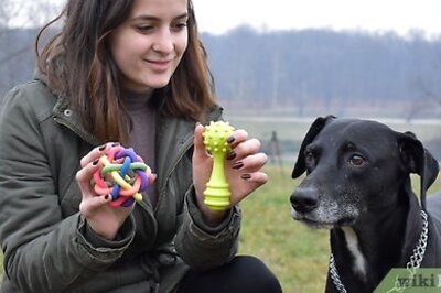 How to Play with Your Dog