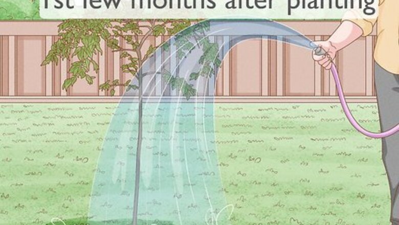 How to Care for a Weeping Cherry Tree