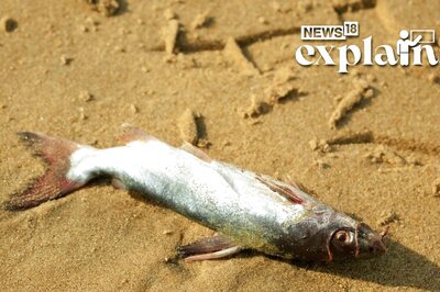 What Caused Thousands of Dead Fish to Wash Up Ashore on a Texas Beach? 'Mystery' Explained