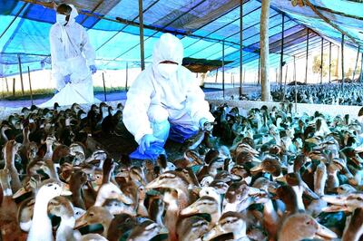 Bird Flu: Centre Asks States to Maintain Sufficient Stock of PPE Kits