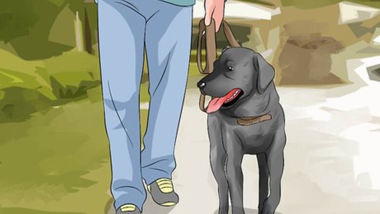 How to Make Your Labrador Retriever Happier