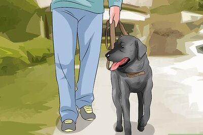 How to Make Your Labrador Retriever Happier