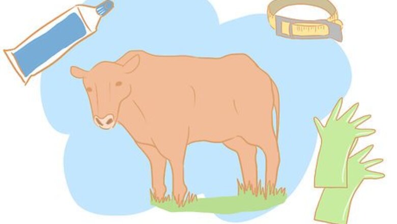 How to Collect Semen from a Bull for a Breeding Soundness Exam