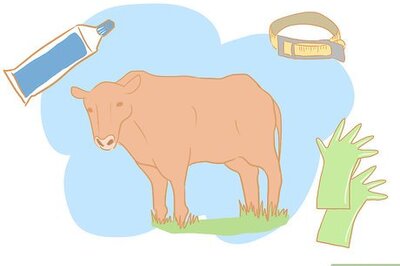How to Collect Semen from a Bull for a Breeding Soundness Exam