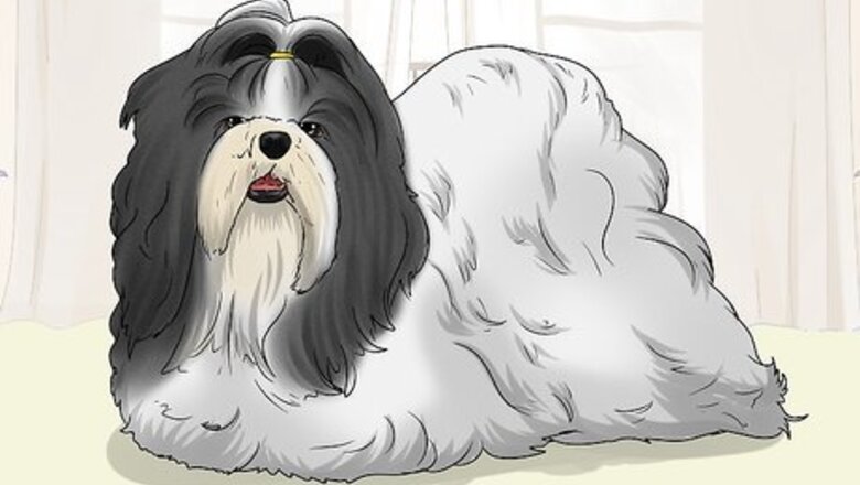 How to Identify a Pekingese