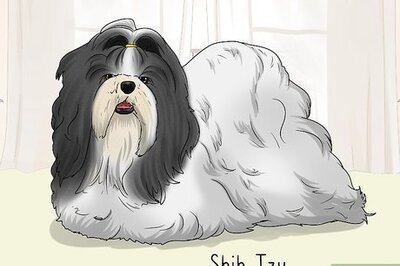 How to Identify a Pekingese