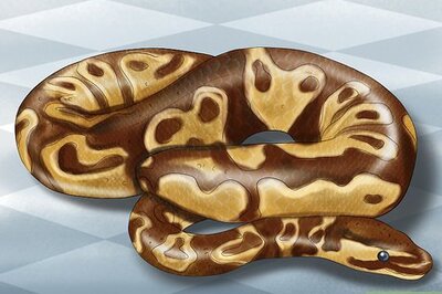 How to Care for Your Ball Python
