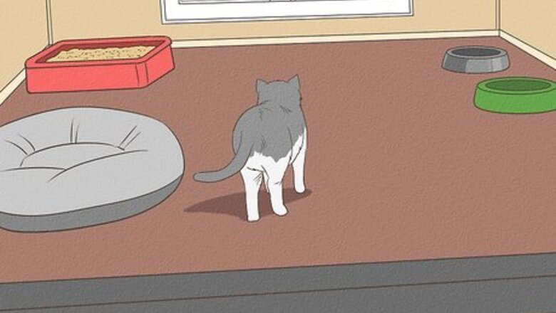 How to Retrain a Cat to Use the Litter Box