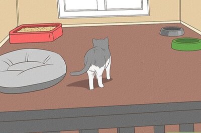 How to Retrain a Cat to Use the Litter Box