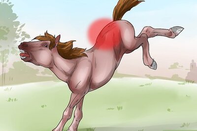 How to Tell if Your Horse Needs Hock Injections