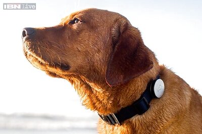 Bad news for lazy dogs: Here comes Whistle, a fitness tracker for dogs