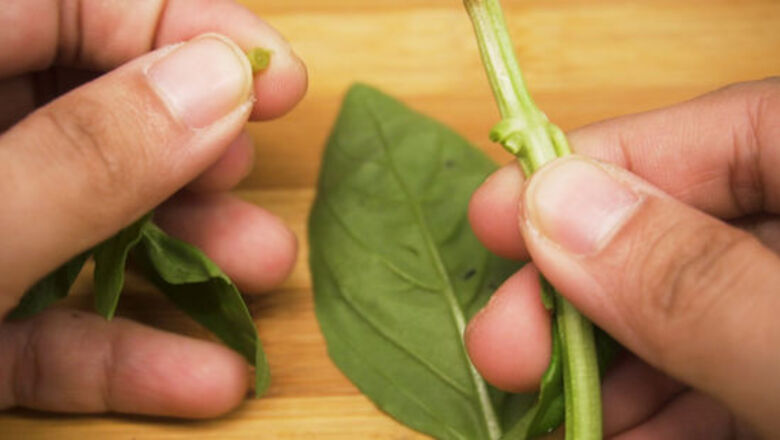 How to Chop Basil