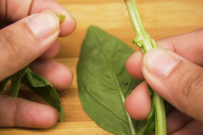 How to Chop Basil