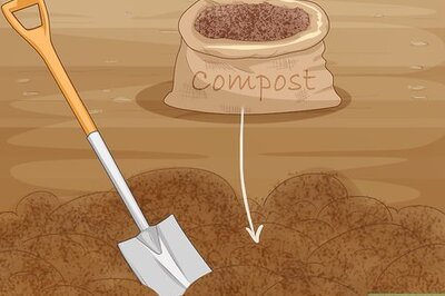 How to Care for a Celosia