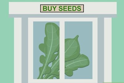 How to Plant Arugula