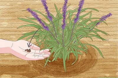 How to Grow Monkey Grass from Seed