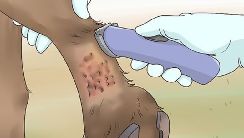 How to Treat Grease Heel in Horses