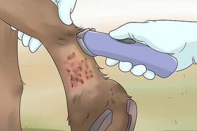 How to Treat Grease Heel in Horses