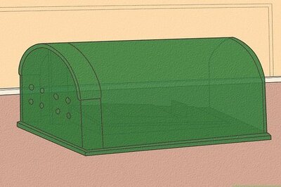 How to Catch and Look After Wild Mice